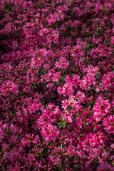 pink flowers in the garden