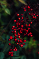red berries on a black background