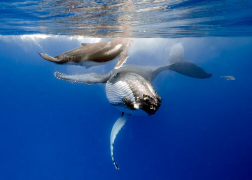 Humpback whale underwater in the ocean near Vava'u Tonga