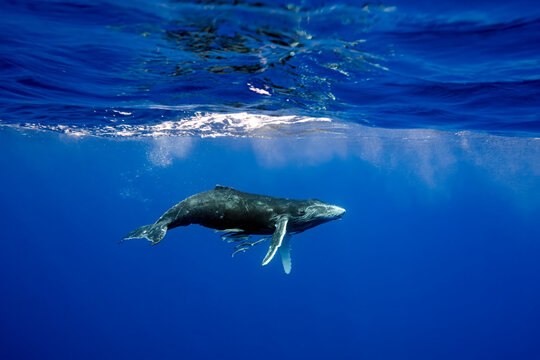 Humpback whale swimming underwater in Vava'u, Tonga