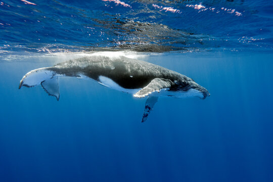 Humpback whale swimming underwater in Vava'u, Tonga