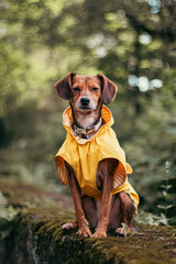 Charming Pup in a Yellow Raincoat in a Historic City