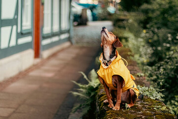 Charming Pup in a Yellow Raincoat in a Historic City