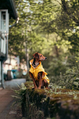 Charming Pup in a Yellow Raincoat in a Historic City