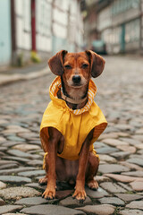 Charming Pup in a Yellow Raincoat in a Historic City