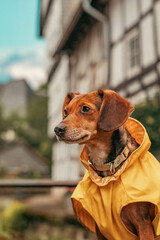 Charming Pup in a Yellow Raincoat in a Historic City