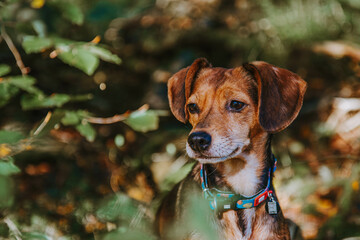 Close-Up of a Dog in a Peaceful Forest Setting