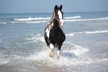 Gypsy Vanner Horse on the Beach