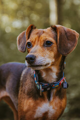 Close-Up of a Dog in a Peaceful Forest Setting
