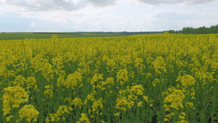 Obraz premium Agricultural Field With Flowering Crops. Rich Harvest Of Blooming Yellow Rapeseed With Blue Sky And Clouds. Yellow Rapeseed Field On A Cloudy Day.