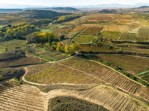 Winding paths meander through terraced vineyard fields, displaying symmetrical rows of vines that evoke a sense of order and harmony in the natural landscape in La Rioja Spain