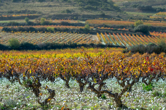 A picturesque view of rolling vineyards adorned in hues of orange and yellow as far as the eye can see, inviting a sense of tranquility and connection to nature in La Rioja Spain