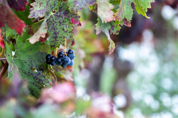 This image captures ripe black grapes beautifully nestled among vibrant green and red leaves, highlighting the natural beauty of a vineyard ready for harvest in La Rioja Spain