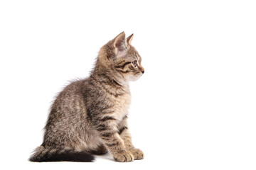 Cute tabby kitten sitting in profile, gazing intently to the side. The fluffy fur, stripes, and...