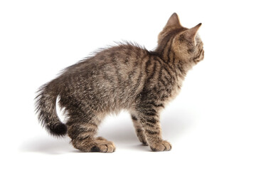 Fluffy tabby kitten standing with perked ears and striped fur, gazing forward. The kitten tail and whiskers highlight its alert curiosity and innocence