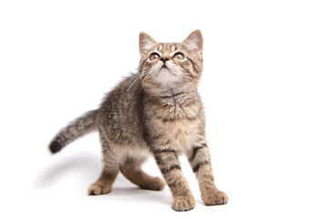 Adorable tabby kitten with fluffy striped fur standing and gazing upwards. Whiskers and perked ears highlight its curiosity and playful demeanor