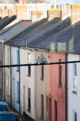 lovebirds in town
