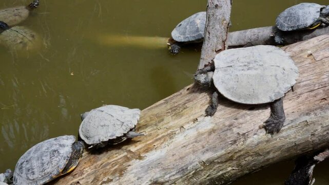 Wild turtles on branch near the water