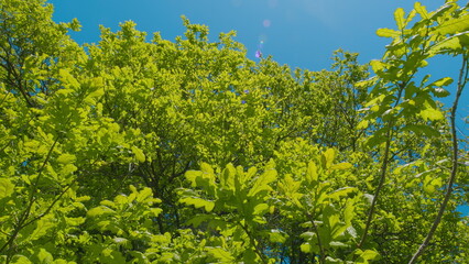 Green Crowns Of Trees Are Swaying In Wind On Warm Sunny Day Against Background Of Clear Blue Sky. Forest With Large Green Trees.
