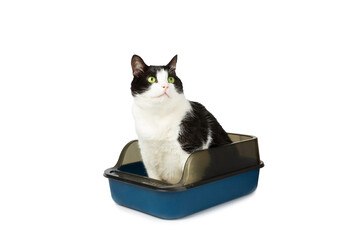 Cute cat with cat litter box isolated on white background. A domestic cat is accustomed to the...