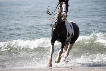 Gypsy Vanner Horse on the Beach