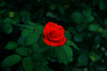 빨간색 장미꽃 한 송이