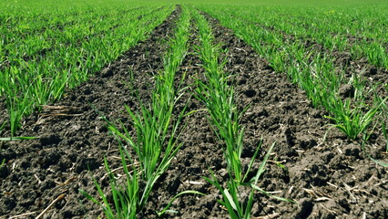 Wheat Crop In Spring Season. Stalks Wheat Fluttering In Wind. Beautiful Green Wheat Field In...