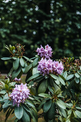 Lush Rhododendron bush with light purple flowers in garden setting. Seasonal bloom with evergreen foliage and natural greenery.