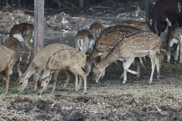 Group of deer standing on field