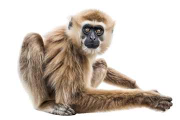 High-Quality Image of a Gibbon Isolated on a White Background for Educational and Editorial Use