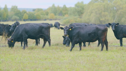 Fototapeta premium Agricultural industry. Black cow eats grass on a farm field. Cattle in pasture. Static view.