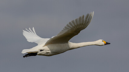 Bewick swan in a graceful fly by.