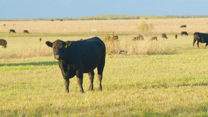 Cows eating grass on beautiful field. Black cow eating fresh spring grass. Static view.