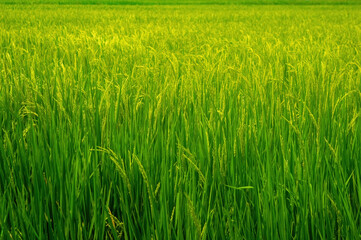 Vibrant rice paddy fields with lush green stalks swaying gently, showcasing the beauty of agricultural landscapes and the promise of a bountiful harvest