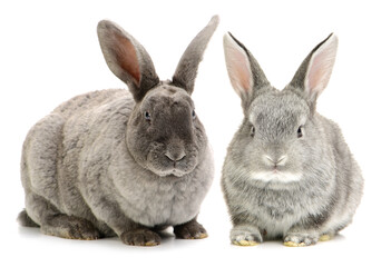 Obraz premium grey rabbit on a white background