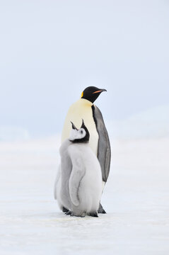 Emperor penguin adult and chick on Snow Hill Island in the Weddell Sea, Antarctica.