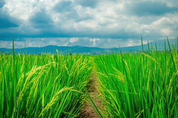 Fototapeta premium Scenic view of a lush green rice field with a clear path leading through it, set against a backdrop of mountains and a cloudy sky. Perfect for agricultural and nature themed projects