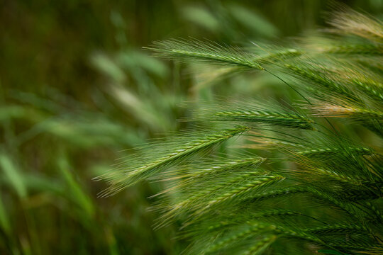 Close-up of green barley plants in a field