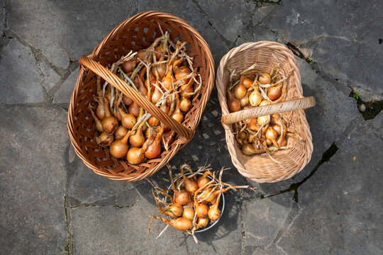 Baskets of harvested onions on stone pavement in Wurzburg