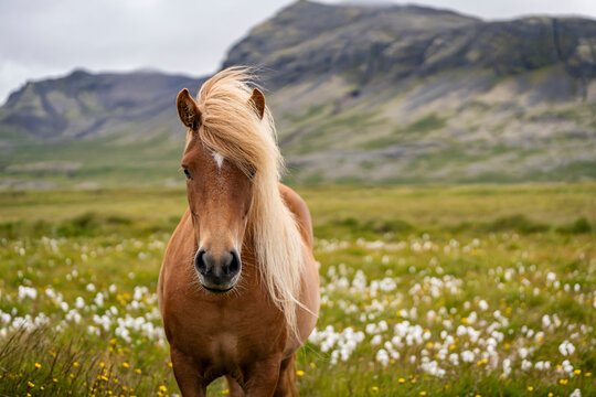 Icelandic horse in a meadow near �lafsv�k, Sn�fellsnesvegur, Iceland.