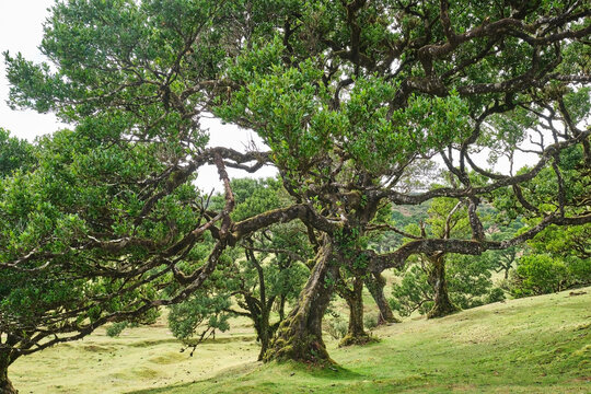 Ancient laurel trees in the lush Fanal forest of Madeira, Portugal.