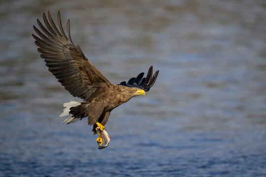 White-tailed eagle flying over water in Scotland with captured fish