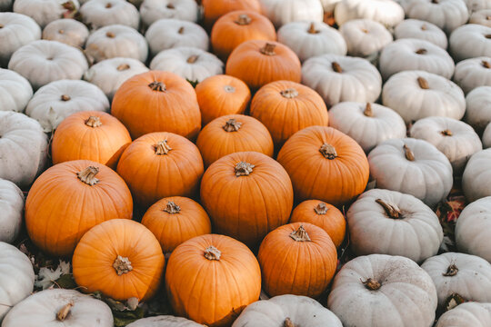Orange and white pumpkins in Ludwigsburg, Germany