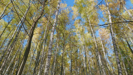 Colourful autumn forest trees in sun. Autumn forest panorama in sunlight. Tilt up.