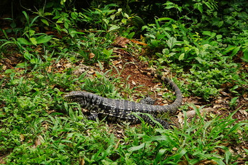 Argentine Black and White Tegu or Lizard - アルゼンチン ブラック アンド ホワイト...