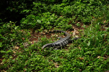 Argentine Black and White Tegu or Lizard - アルゼンチン ブラック アンド ホワイト テグー または トカゲ
