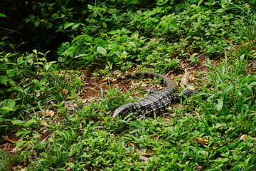 Argentine Black and White Tegu or Lizard - アルゼンチン ブラック アンド ホワイト テグー または トカゲ