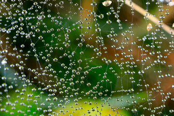 Close-up of morning dew on a spiderweb in Mecklenburg-Vorpommern, Germany during September.