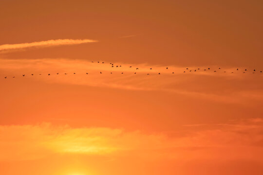 Cranes in flight during sunset in Mecklenburg-Vorpommern, Germany