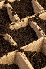 cardboard cups for seedlings with fertile soil